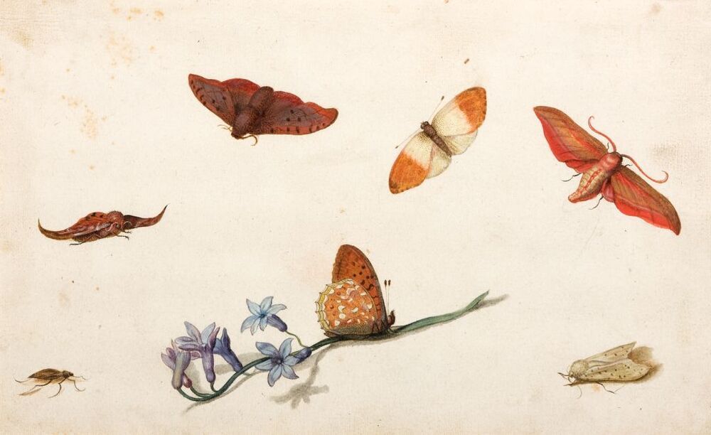 Zes vlinders, een insekt en een hyacinth